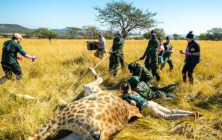 animal-conservation1