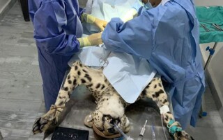 cheetah-operation Conservation Ecotourism