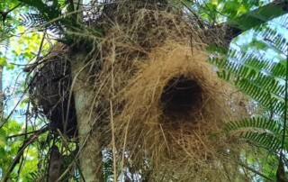 costa-rica-jungle-conservation1
