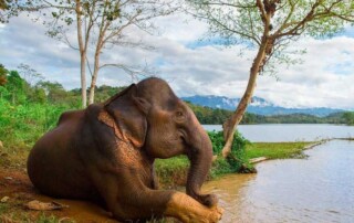 elephant-immersion-conservation
