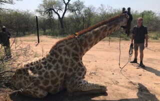 giraffe-relocation