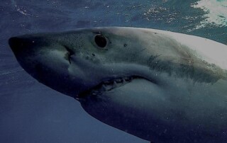 great-white-shark