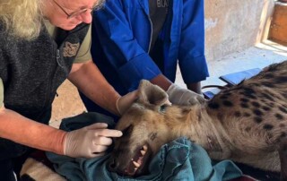 hyena-conservation