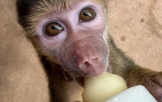 monkey-rescue