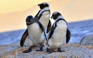 penguins