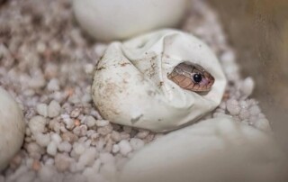 photostory_snakepharm6
