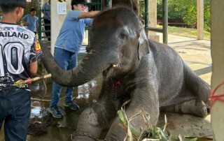 thai-elephant-help