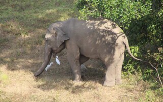thailand-elephant-conservation