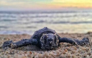 turtle-hatching