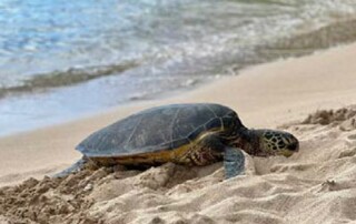 turtle-nesting