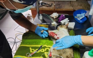 vet-conservation 2
