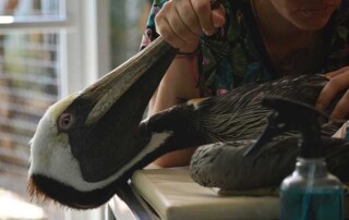 wild-bird-conservation
