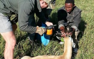 wild-game-conservation