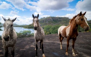 wild-horses-conservation