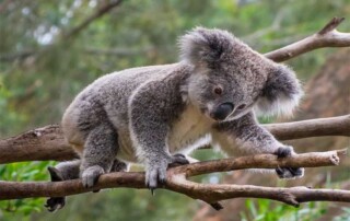 wilde-australia