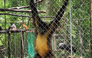 wilde-guatamala-conservation