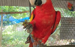 wilde-guatamala-conservation2