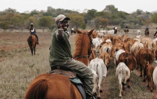 wilde-horse-mission