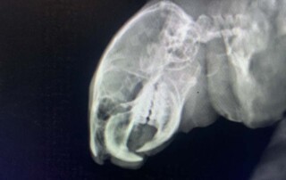wildetracks-vet-medicine3