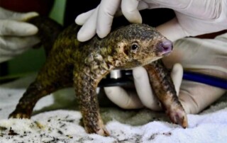 wildlife-conservation