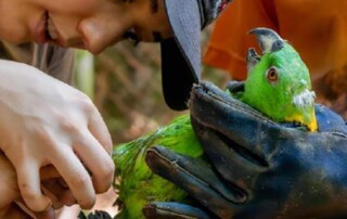 wildlife-jungle-conservation