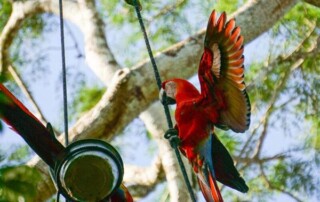 wildlife-jungle-conservation1